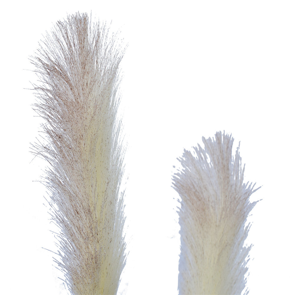 Flowering Native Fox Tail Grass 120 cm