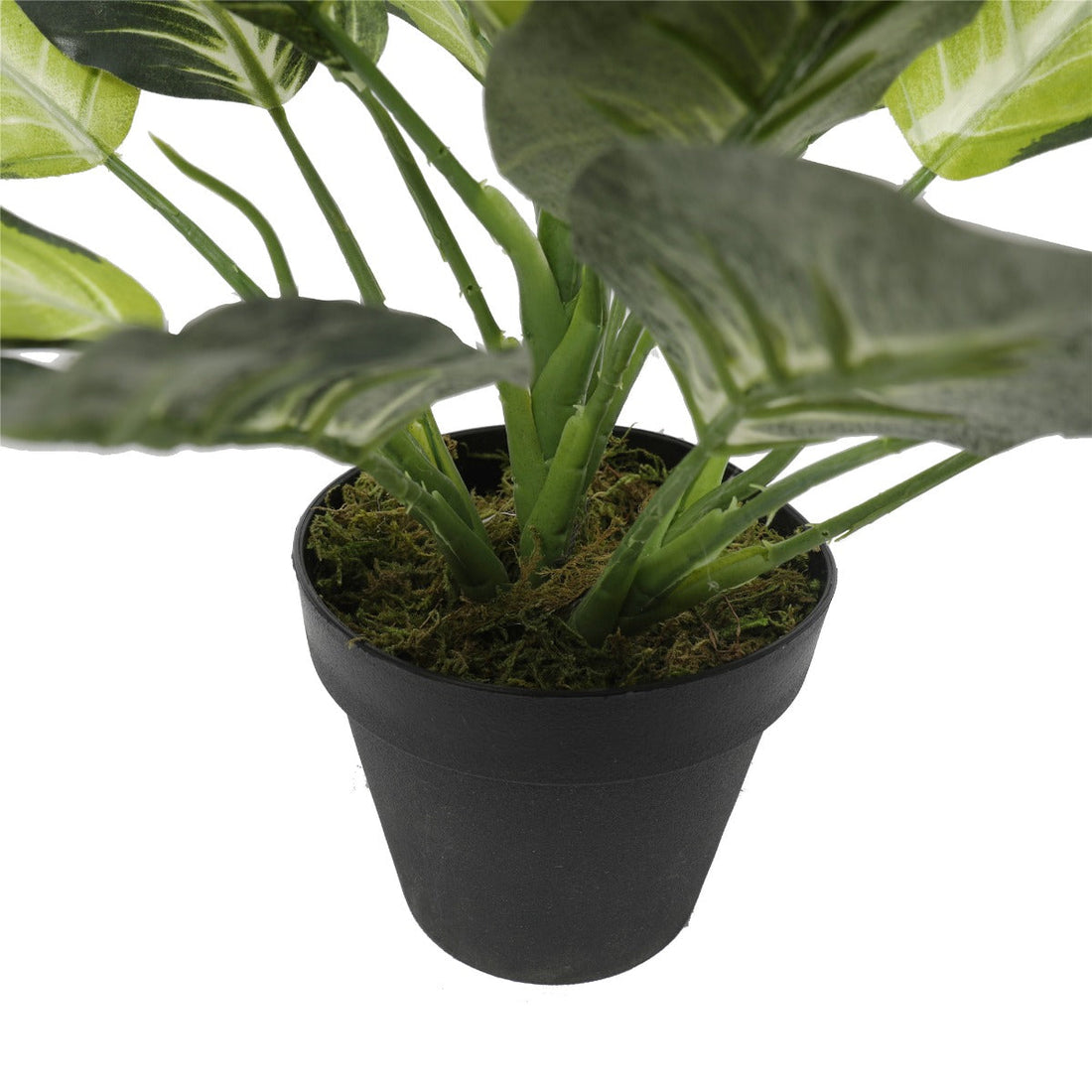 dieffenbachia nz Buy the Mecora Leopard Lily (Dieffenbachia) with Pot 40cm (V77-1890004) Online – Mecora NZ